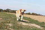 GOLDEN RETRIEVER 121